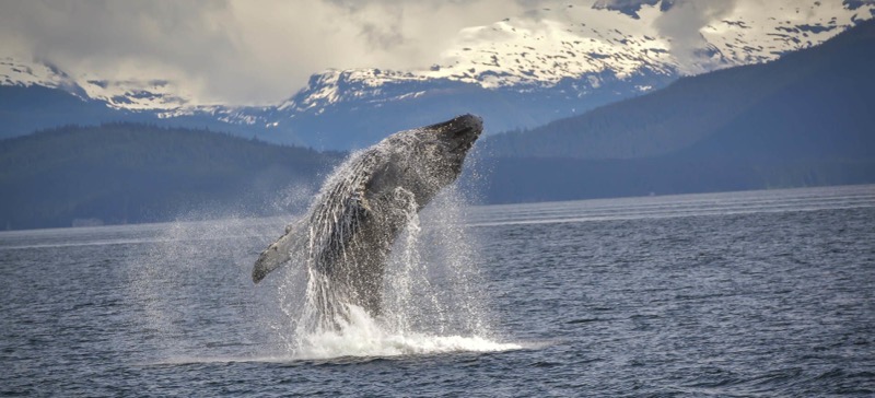 Newly Equipped Remote Alaska Cruises Offer High-Speed Starlink Internet Access